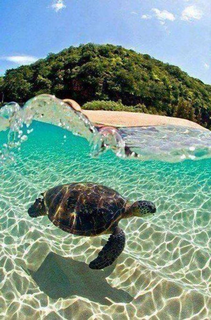 Moda sea turtle