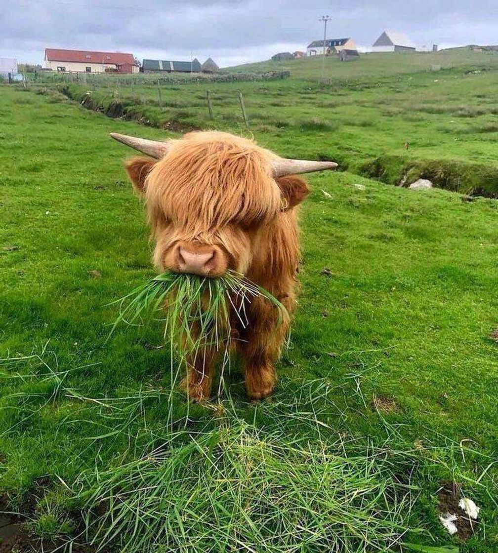 Fashion Furry cow eating grass