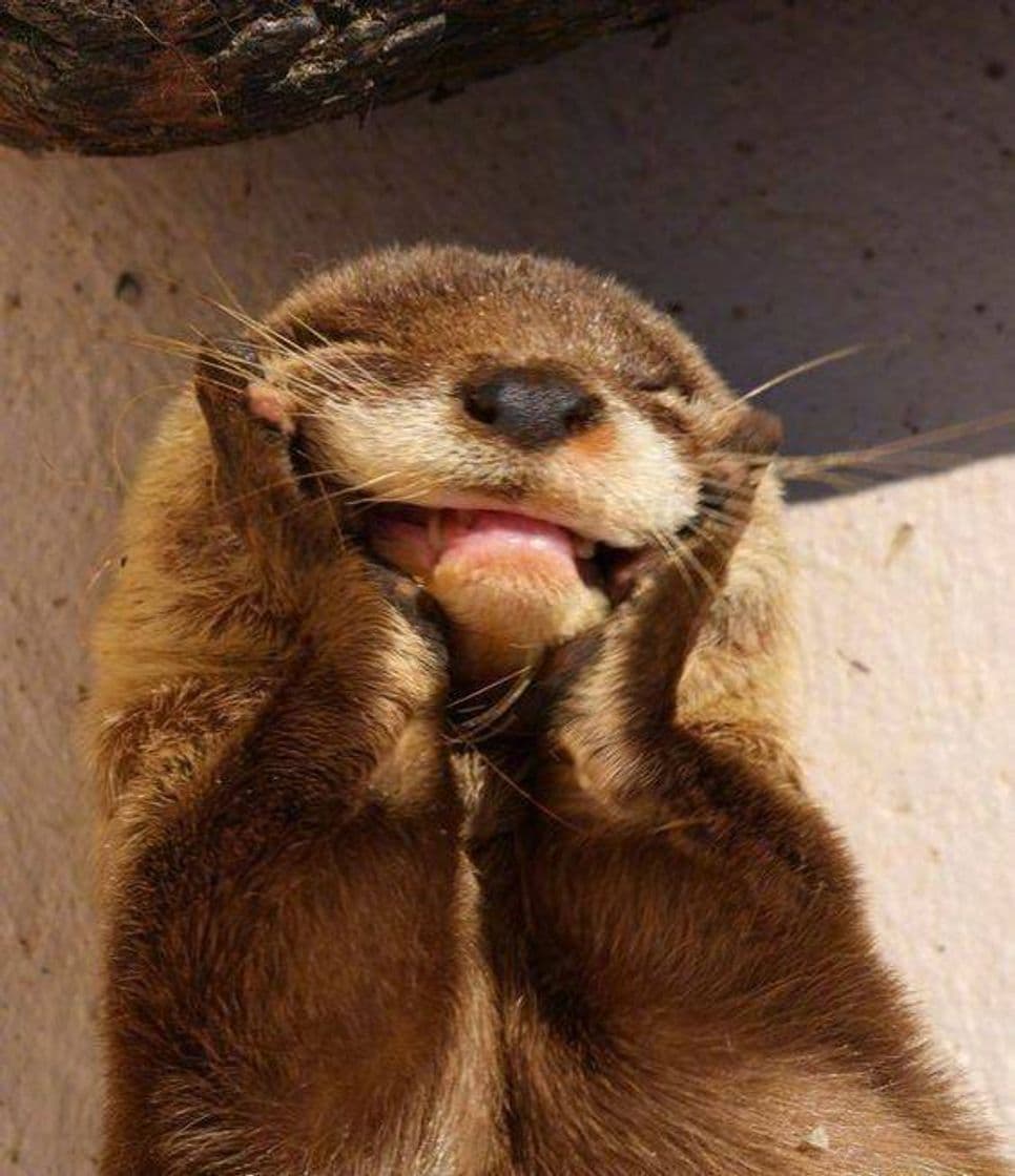 Fashion Happy otter