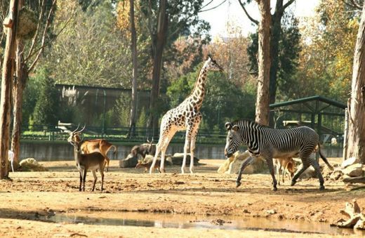 Lugar ZOO Santo Inácio