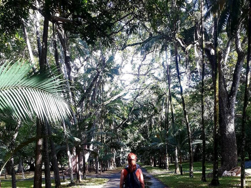 Place Jardín Botánico de Pamplemousses