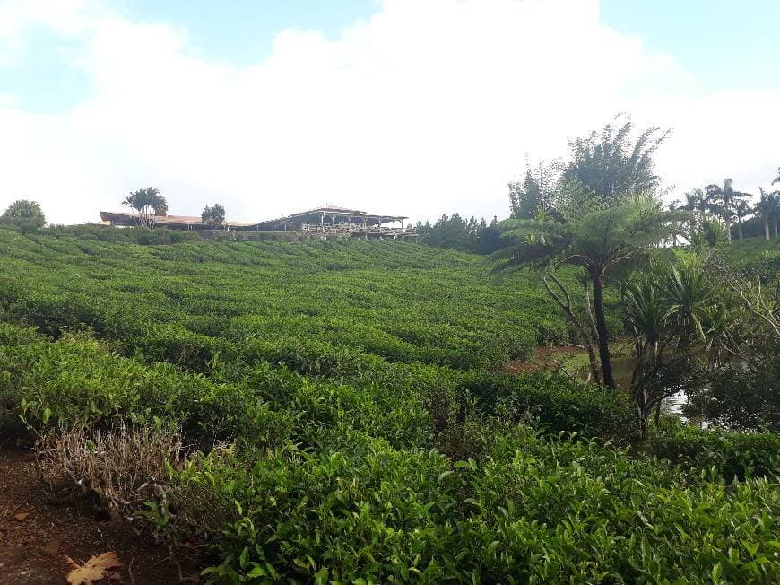 Place Bois Cheri Tea Factory