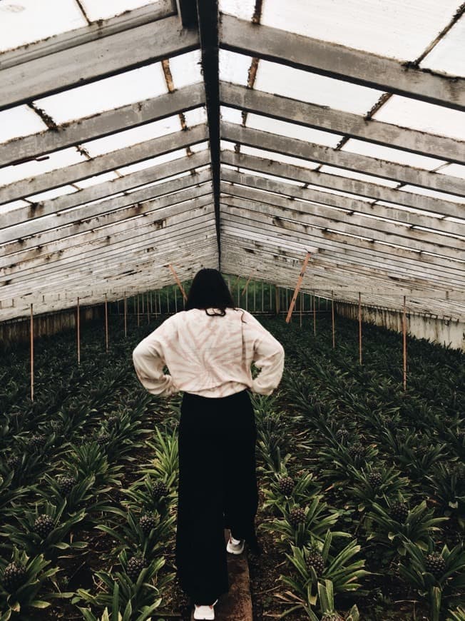 Lugar Plantação de Ananás dos Açores