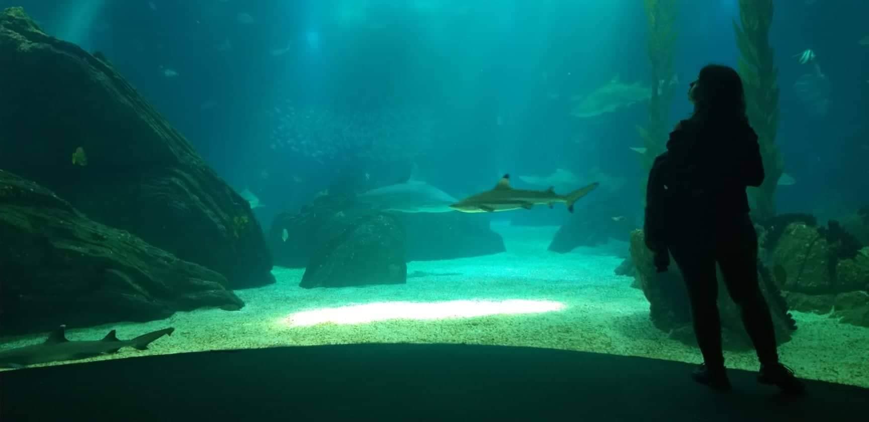 Lugar Oceanário de Lisboa