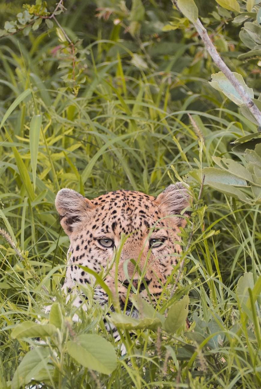 Lugar Parque nacional Kruger