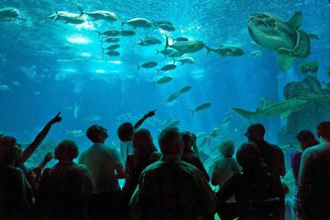 Lugar Oceanario de Lisboa