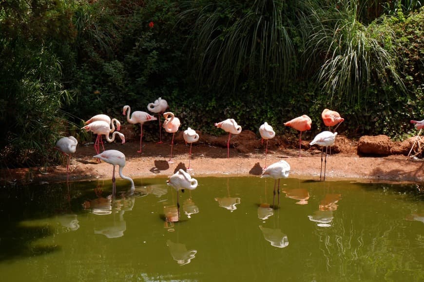 Lugar National Zoo Rabat Morocco