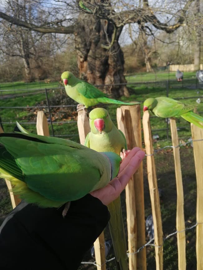 Place Hyde Park parakeets 