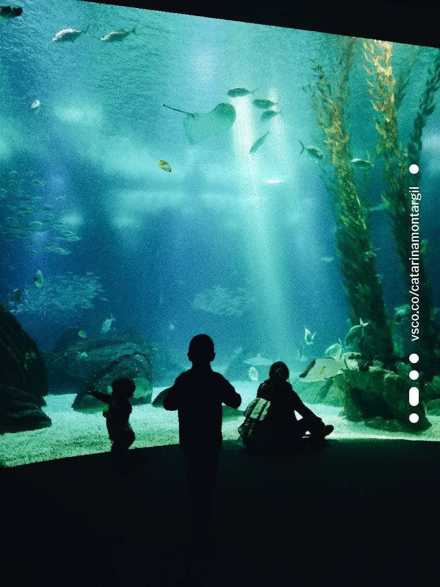 Lugar Oceanário de Lisboa 