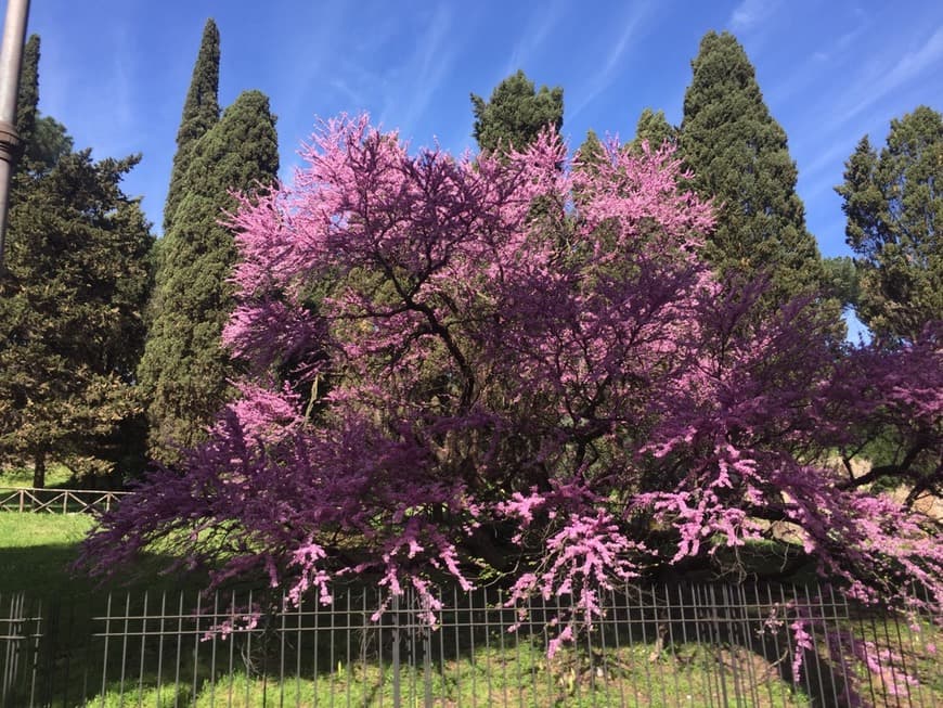 Place Campitelli