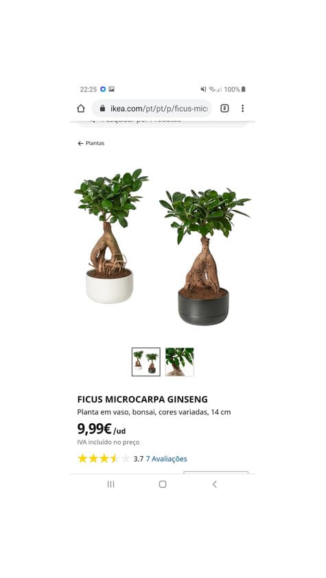 Producto Bonsai