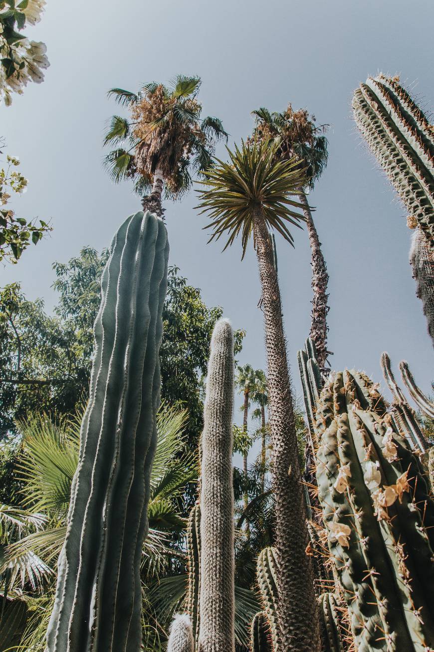 Lugar Le Jardin Majorelle