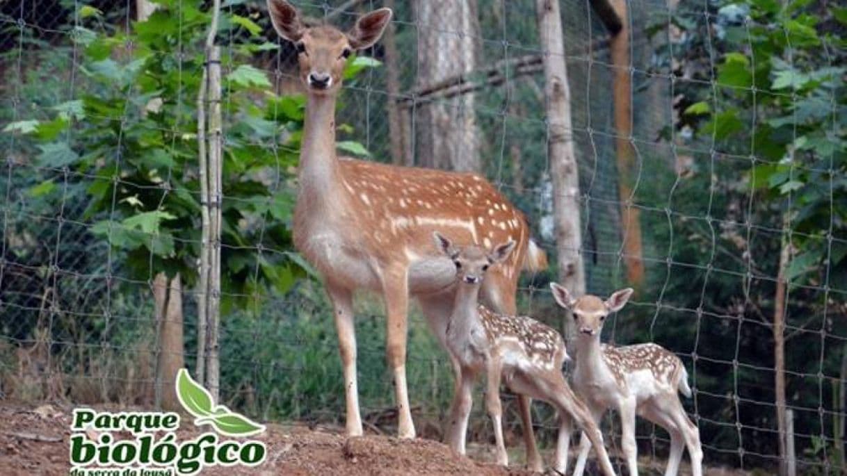 Place Parque Biológico da Serra da Lousã