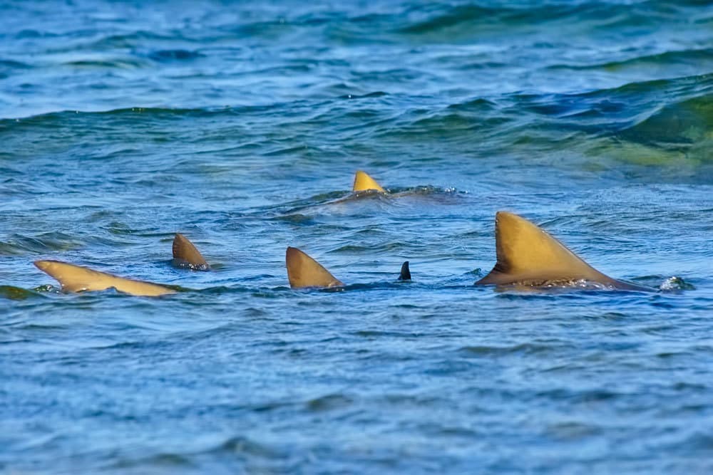 Place Shark Bay