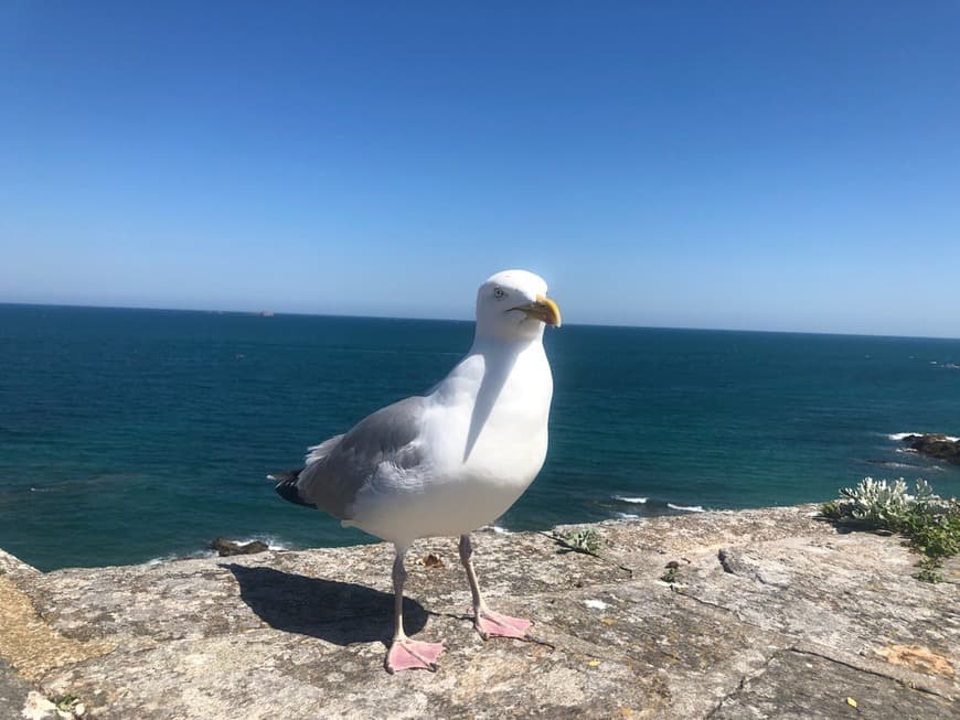 Place Saint Malo