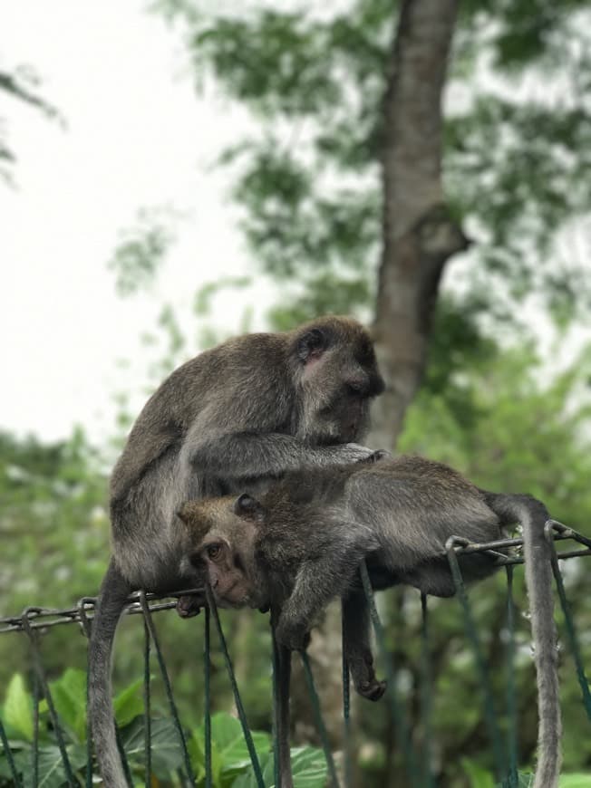 Place Monkey forest