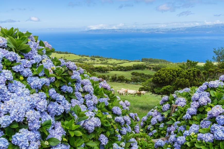 Place Blue Island