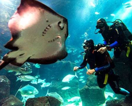 Fashion Mergulho nas Piscinas Naturais de Porto Moniz e Aquário da M