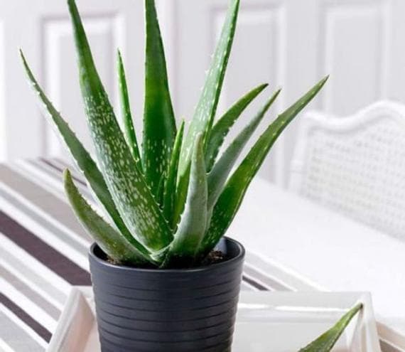 Producto ALOE VERA