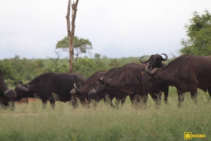 Place Parque nacional Kruger