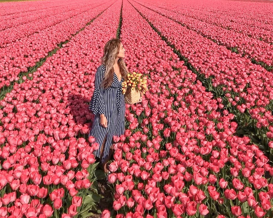 Lugar Tulip fields