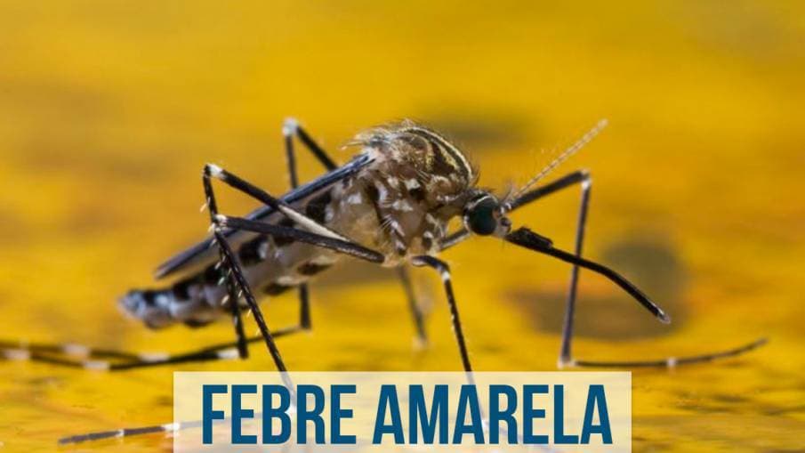 Moda Febre amarela 