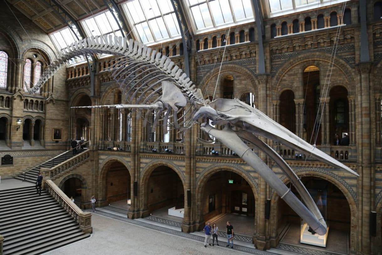 Place Natural History Museum