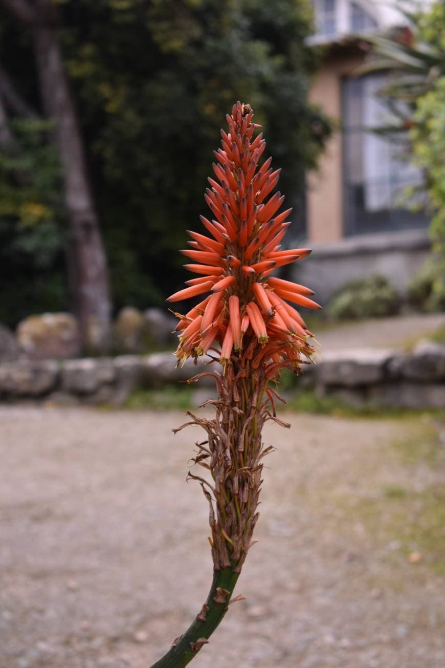 Place Jardim botânico de Lisboa🌻