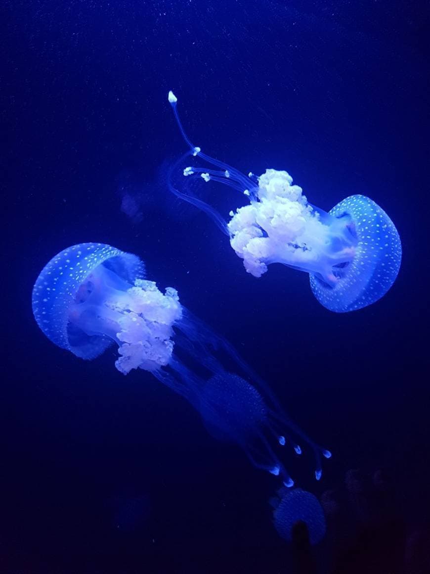 Lugar Oceanario de Lisboa