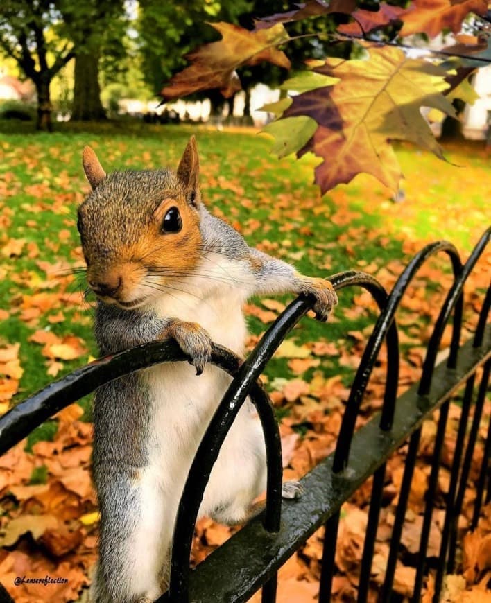 Lugar St. James's Park