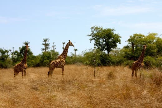 Place Parque Nacional da Quiçama