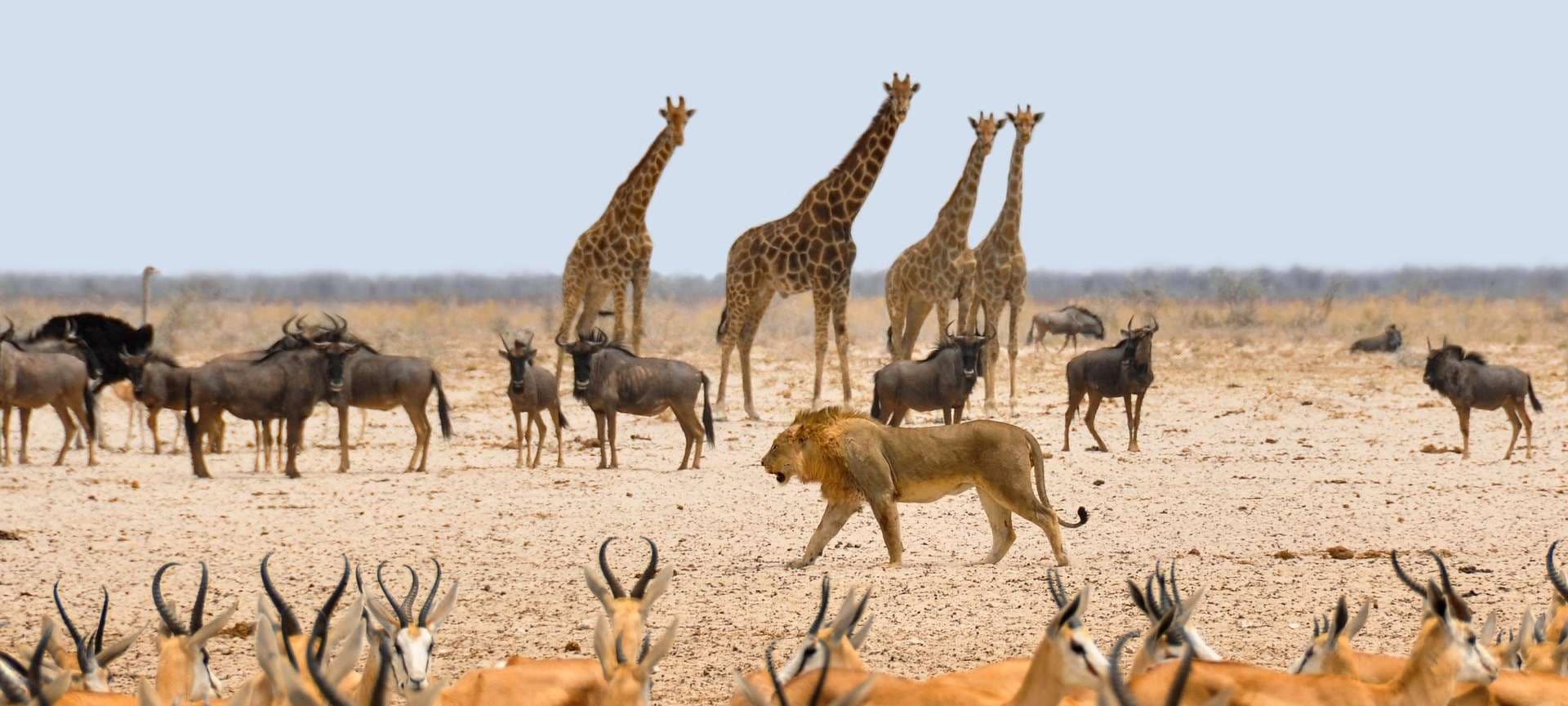 Place Etosha National Park