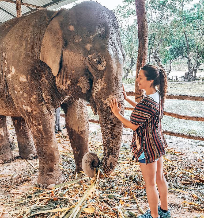 Lugar Elephant Jungle Sanctuary