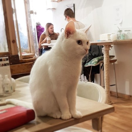 Restaurants Pause Cat Café