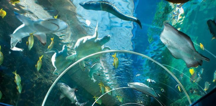 Fashion Oceanarium: The Bournemouth Aquarium