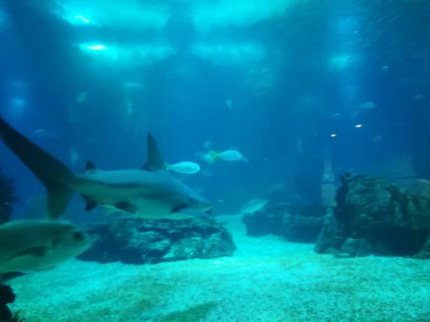 Place Oceanario de Lisboa