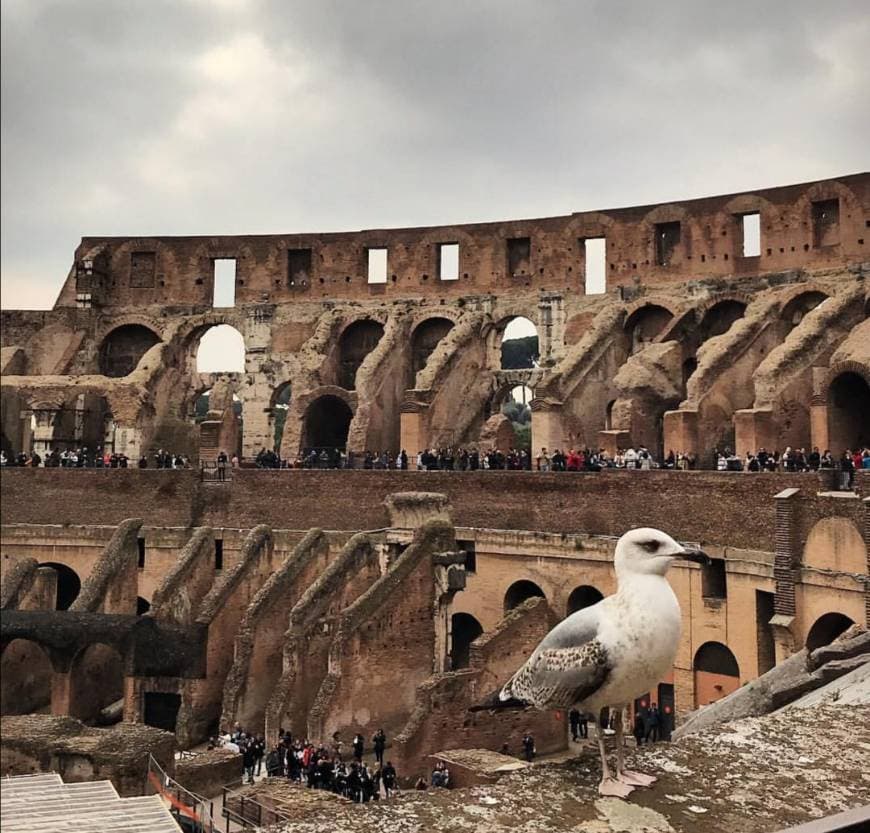 Place Coliseo de Roma