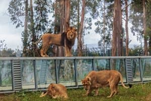 Place ZOO Santo Inácio