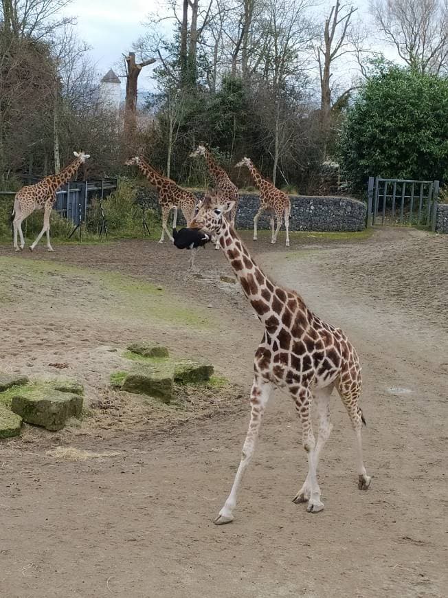 Place Dublin Zoo