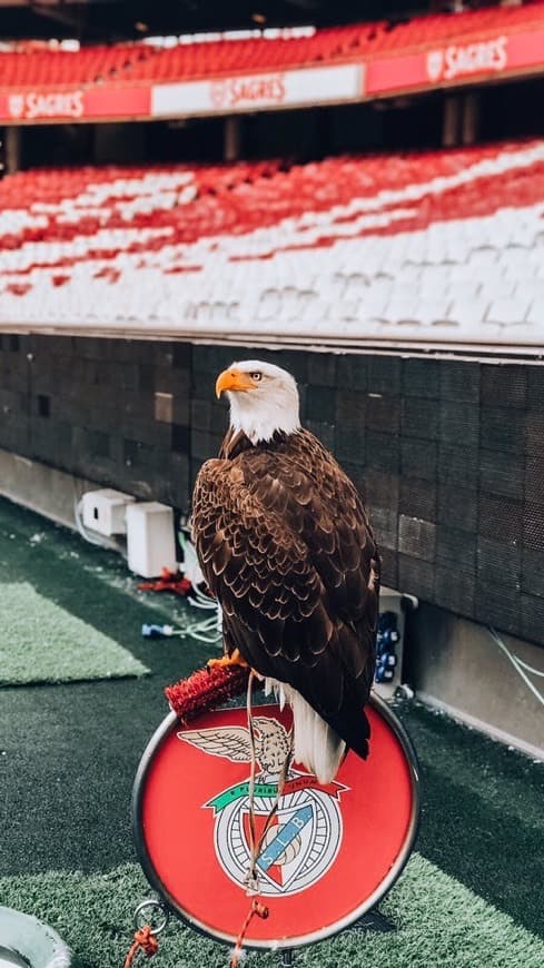 Moda Águia Benfica