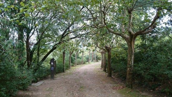 Lugar Mata Nacional de Vale de Canas