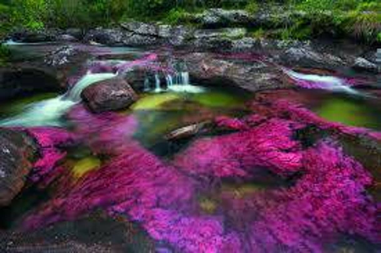 Place Caño Cristales