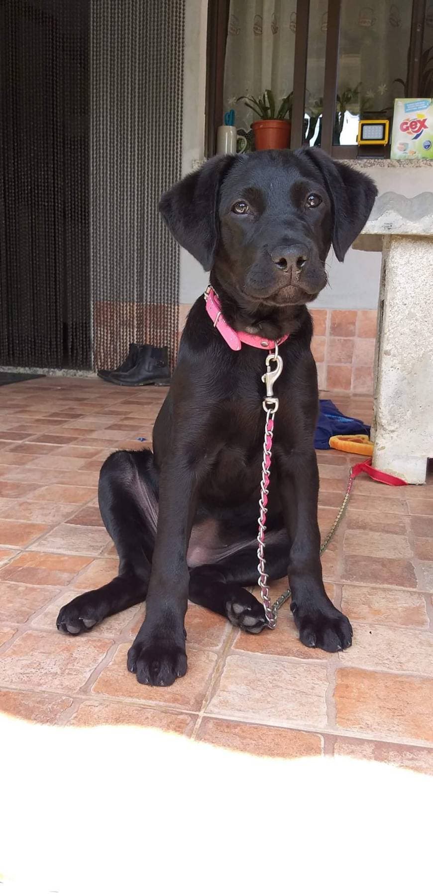 Book Cómo Adiestrar a Un Perro de Raza Labrador Retriever  