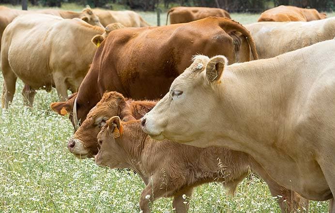 Lugar Mendalvo Gado - agro pecuária 