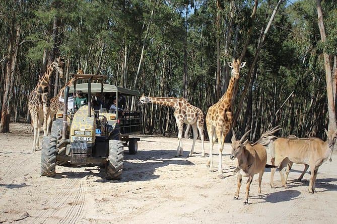 Lugar Badoca Safari Parque