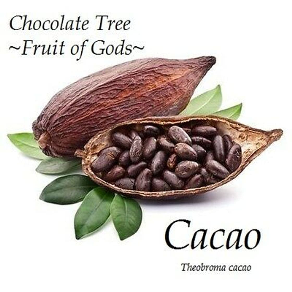 Moda Cacao.