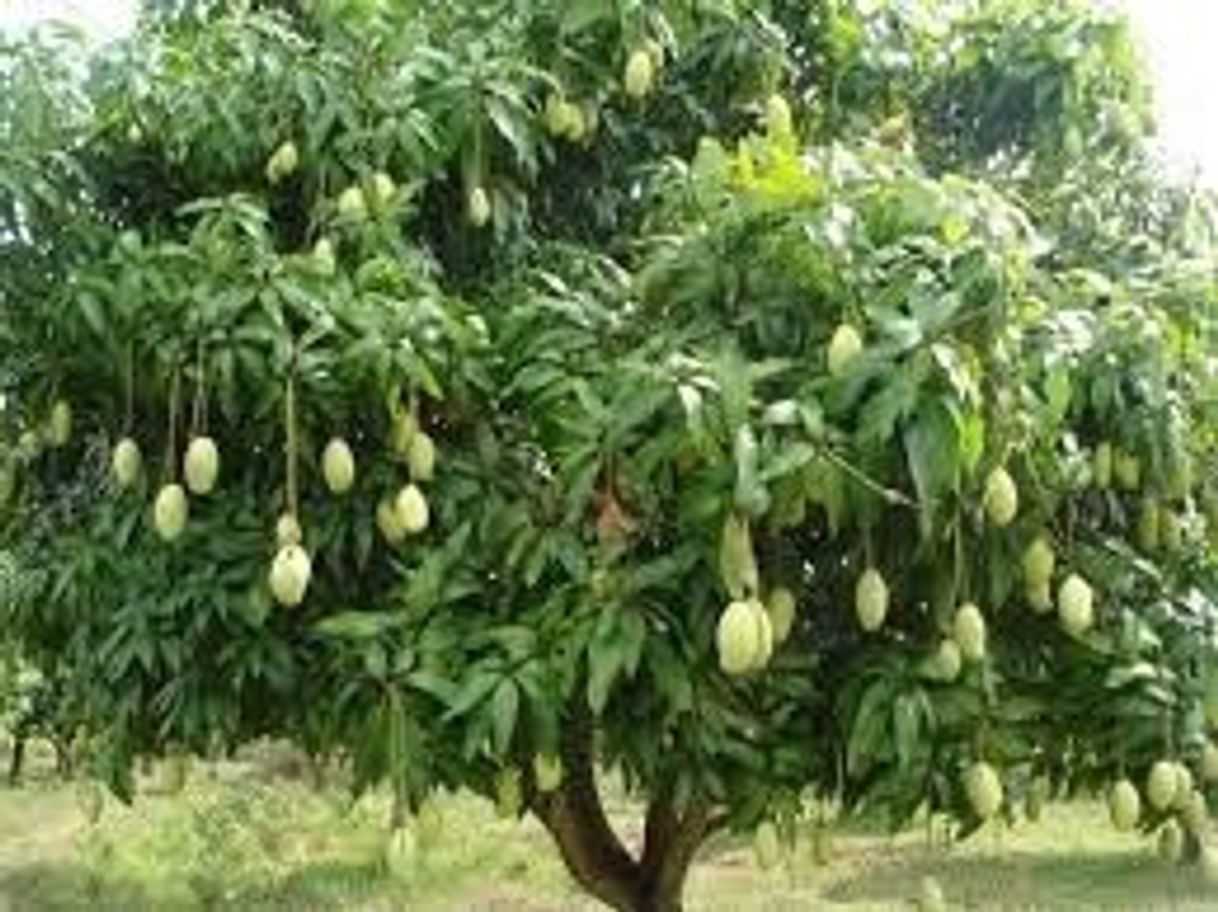 Moda Árbol de mango.