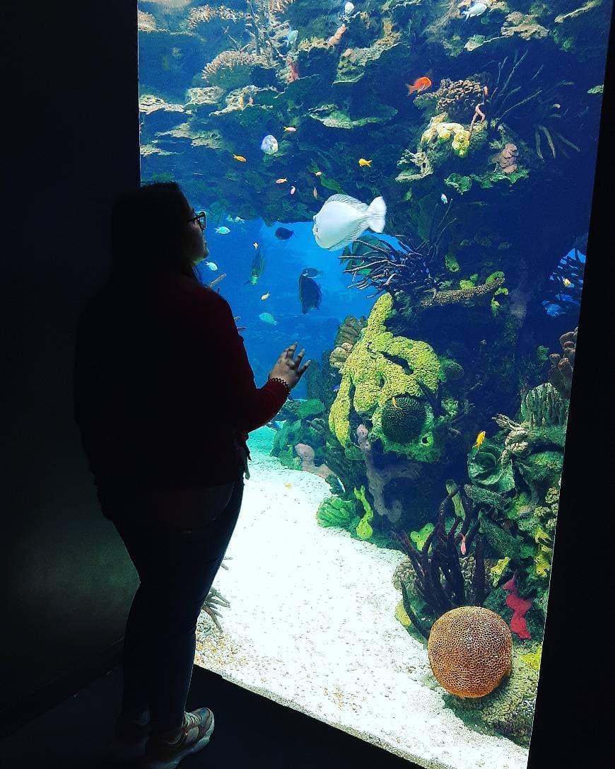 Place Oceanario de Lisboa