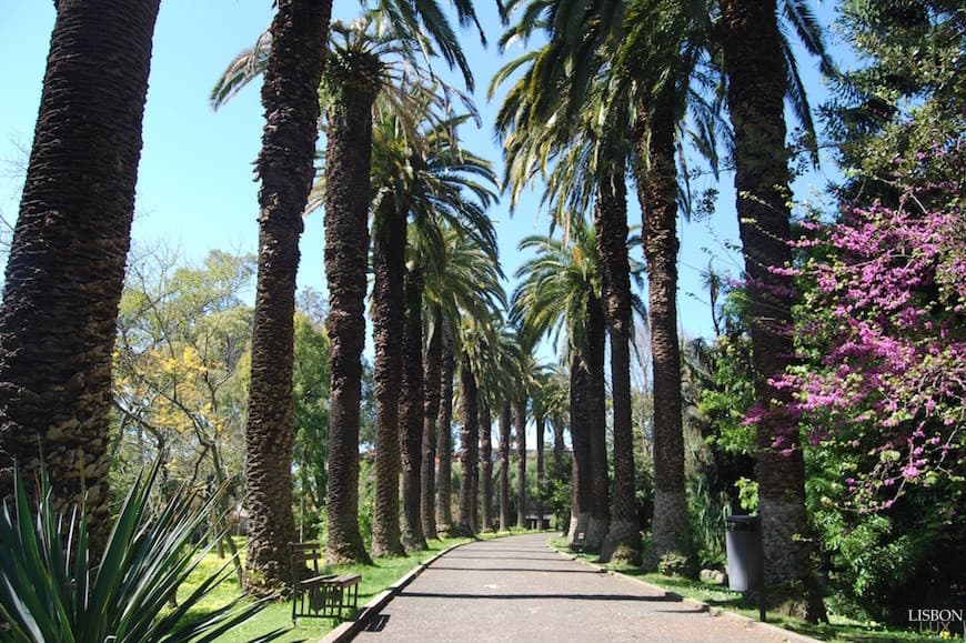 Lugar Jardim Botânico Tropical, Belém 