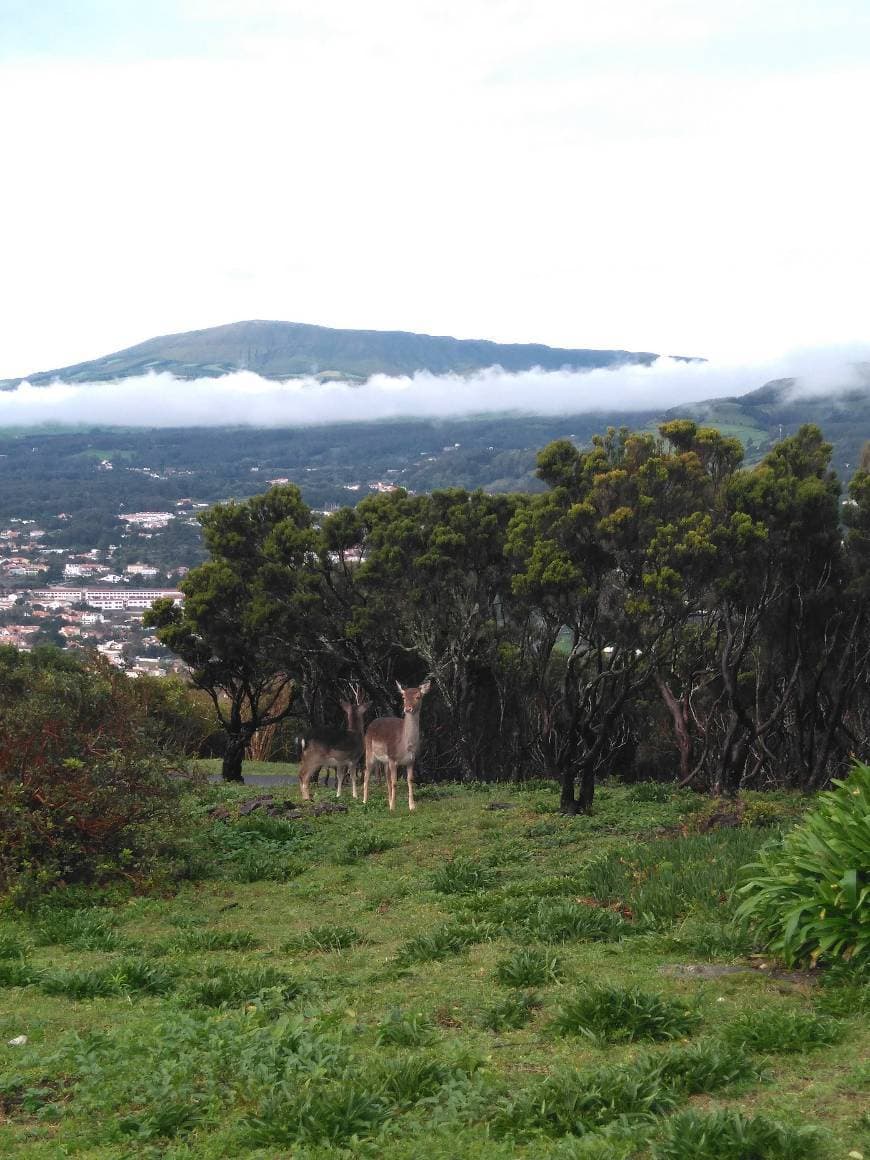 Place Monte Brasil